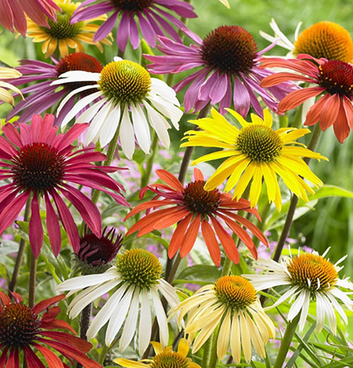 Echinacea Cheyenne Spirit 