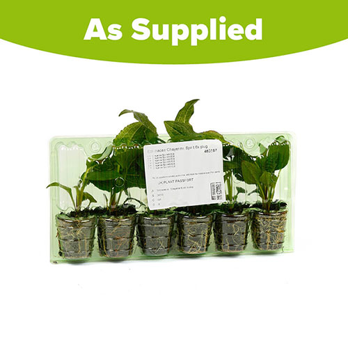 Echinacea Cheyenne Spirit Echinacea Cheyenne Spirit