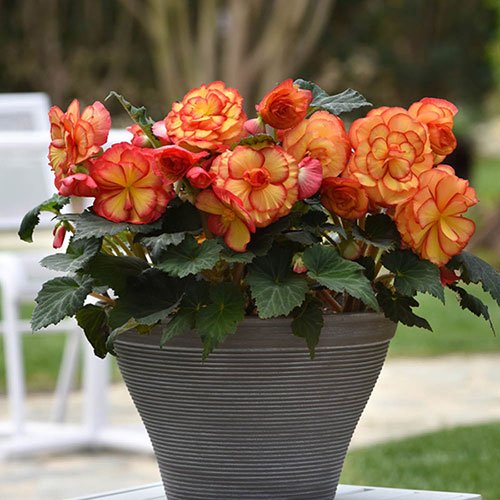 Begonia On Top Sun Glow 