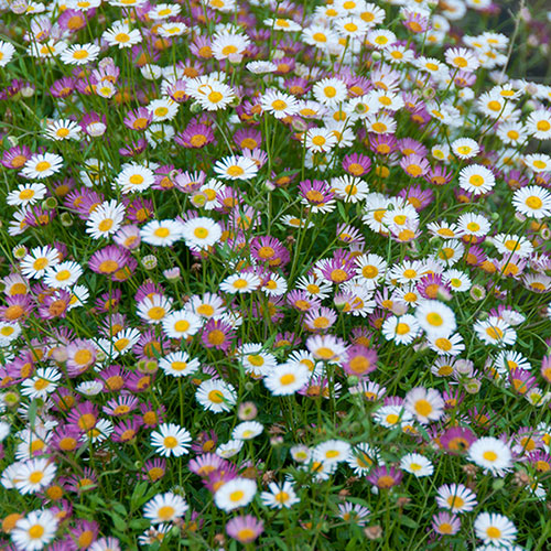 Erigeron karvinskianus Sea of Blossom 