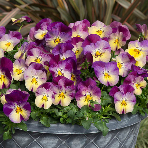Pansy Cool Wave Raspberry Swirl Pansy Cool Wave Raspberry Swirl