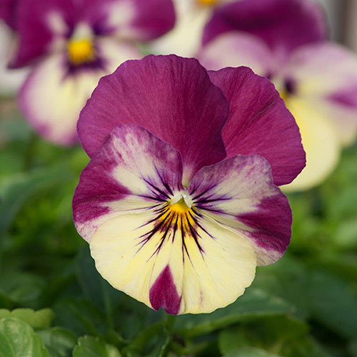 Pansy Cool Wave Raspberry Swirl Pansy Cool Wave Raspberry Swirl
