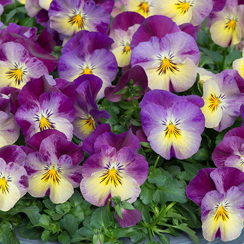 Pansy Cool Wave Raspberry Swirl Pansy Cool Wave Raspberry Swirl