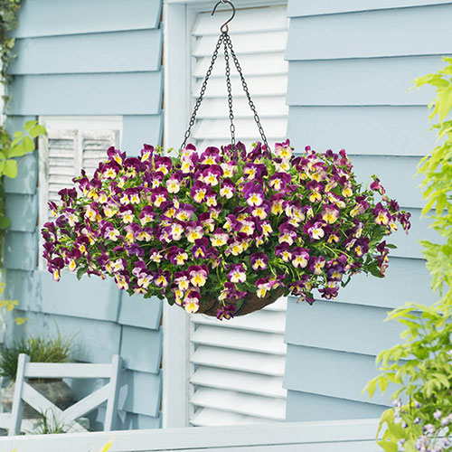 Pansy Cool Wave Raspberry Swirl Pansy Cool Wave Raspberry Swirl