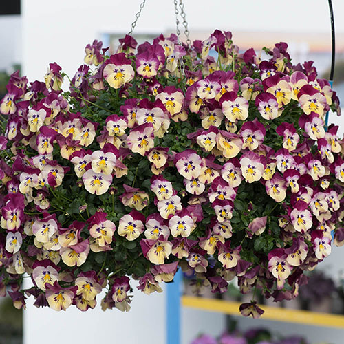 Pansy Cool Wave Raspberry Swirl Pansy Cool Wave Raspberry Swirl