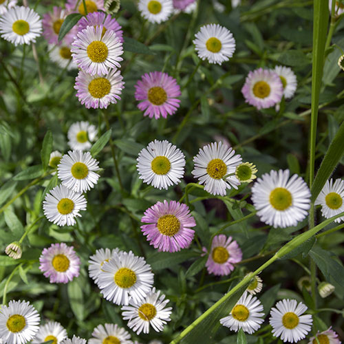 Erigeron karvinskianus Sea of Blossom 