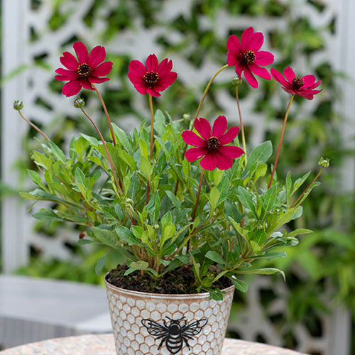 Cosmos Cherry Chocolate 