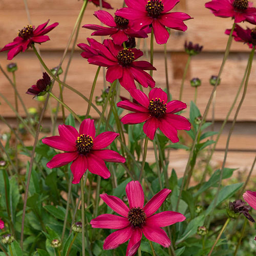 Cosmos Cherry Chocolate 