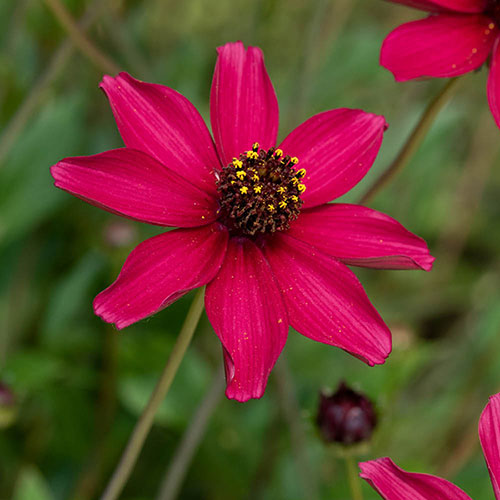 Cosmos Cherry Chocolate 