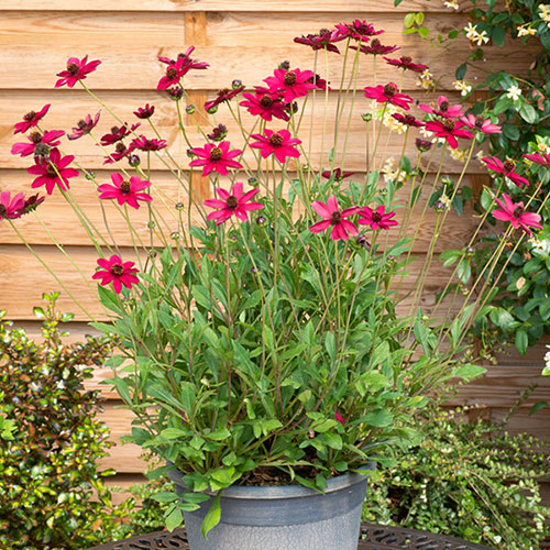 Cosmos Cherry Chocolate 