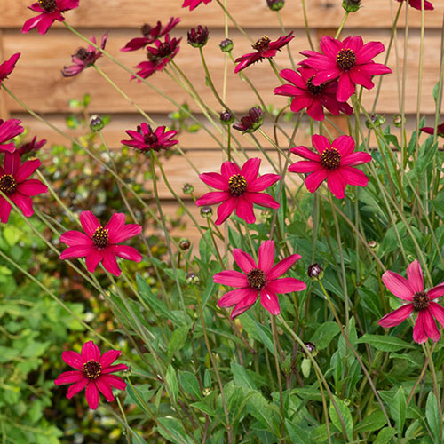 Cosmos Cherry Chocolate 