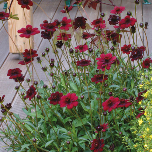 Cosmos Chocolate Collection 