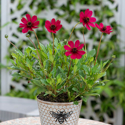 Cosmos Chocolate Collection 