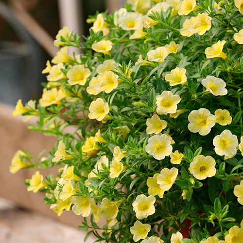 Calibrachoa Million Bells Collection Calibrachoa Million Bells Collection