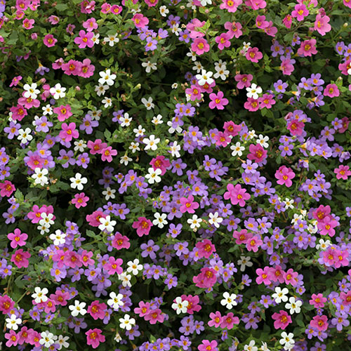 Bacopa Topia Mixed Bacopa Topia Mixed