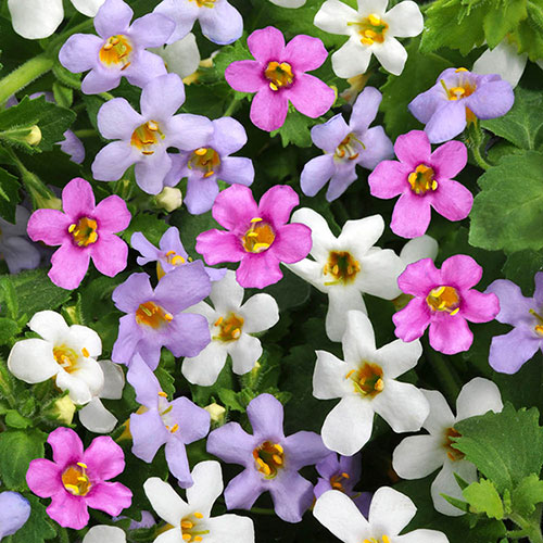 Bacopa Topia Mixed Bacopa Topia Mixed