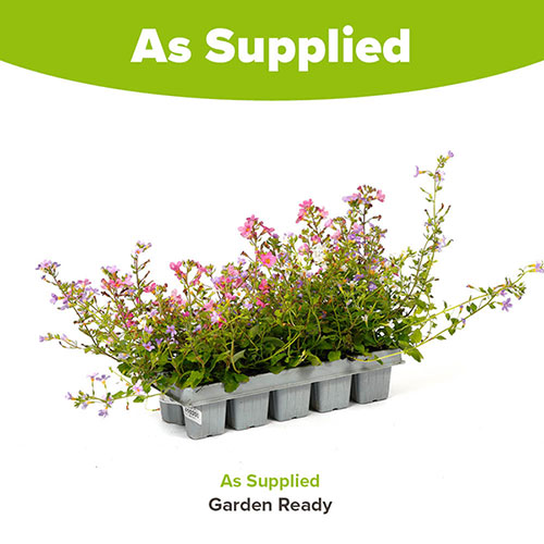 Bacopa Topia Mix