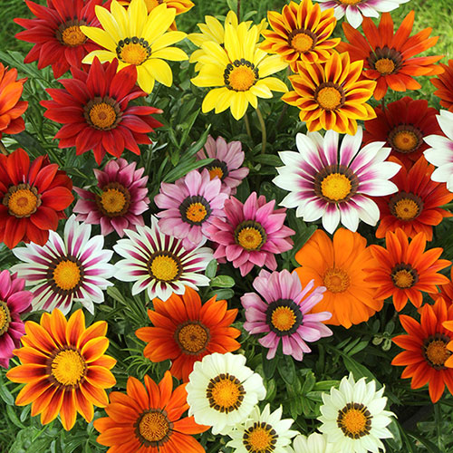 Gazania Sunrise Mix 