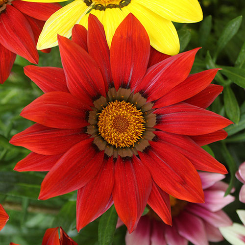 Gazania Sunrise Mix 