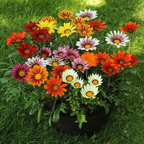 Gazania Sunrise Mix 