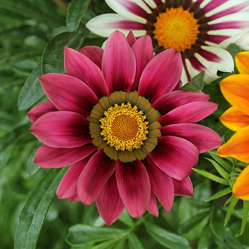 Gazania Sunrise Mix 
