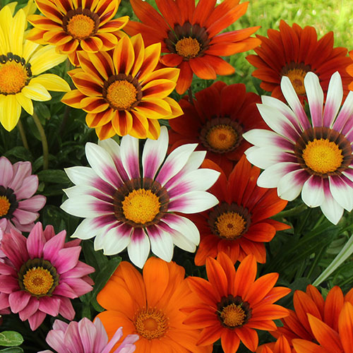 Gazania Sunrise Mix 