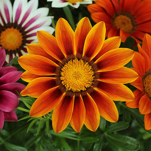 Gazania Sunrise Mix 