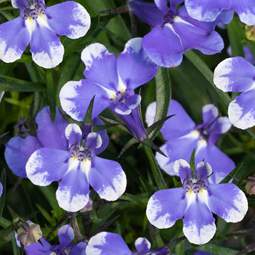 Lobelia Infinity Blue Sparkle 