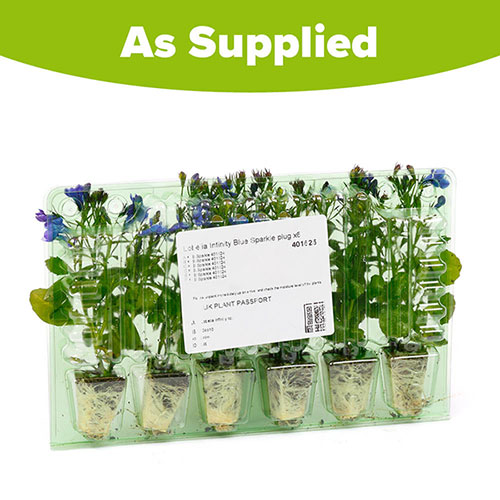 Lobelia Infinity Blue Sparkle