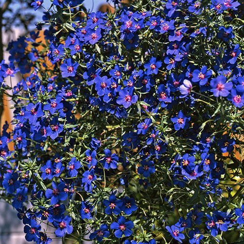 Anagallis Skylover Blue Pimpernel 