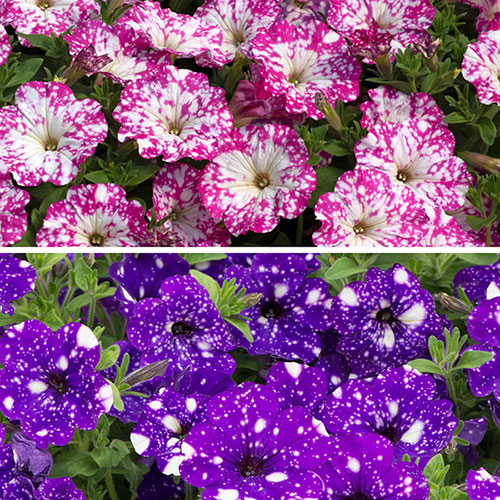Petunia Pink & Night Sky Petunia Pink & Night Sky