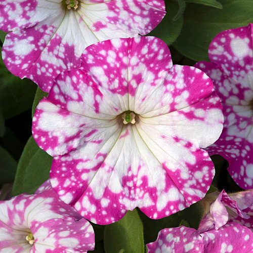 Petunia Pink & Night Sky Petunia Pink & Night Sky