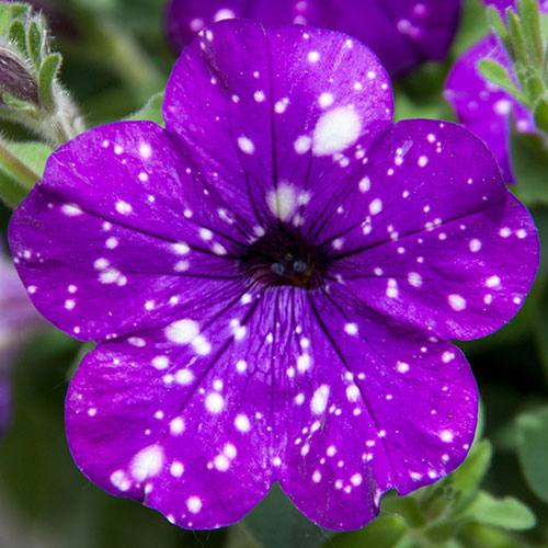 Petunia Pink & Night Sky Petunia Pink & Night Sky