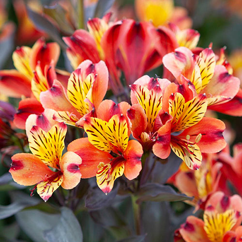Hardy Alstroemeria Indian Summer Hardy Alstroemeria Indian Summer