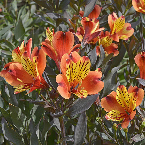 Hardy Alstroemeria Indian Summer Hardy Alstroemeria Indian Summer