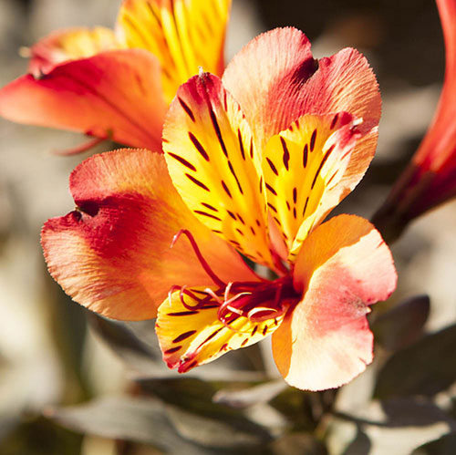 Hardy Alstroemeria Indian Summer Hardy Alstroemeria Indian Summer