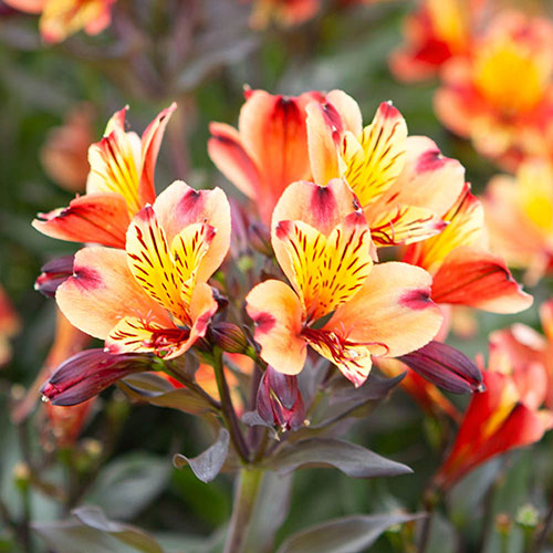 Hardy Alstroemeria Indian Summer Hardy Alstroemeria Indian Summer