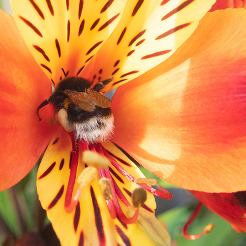 Hardy Alstroemeria Indian Summer Hardy Alstroemeria Indian Summer