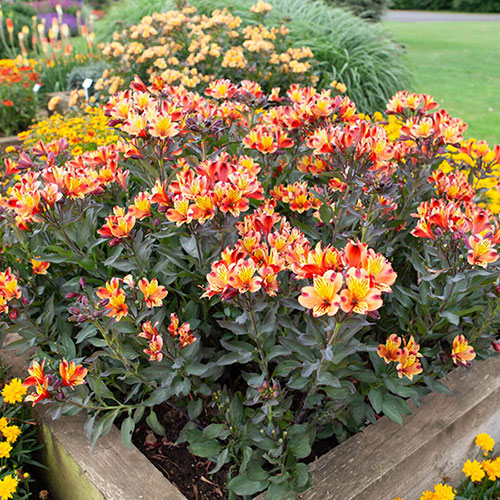 Hardy Alstroemeria Indian Summer Hardy Alstroemeria Indian Summer