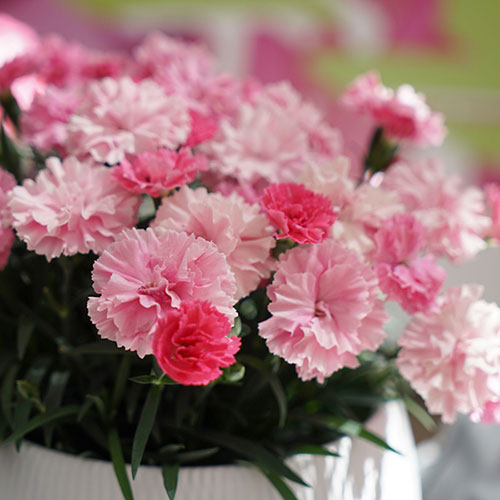 Dianthus I Love You 