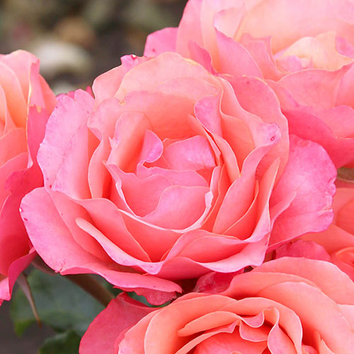 Rose Coral Gardens Rose Coral Gardens