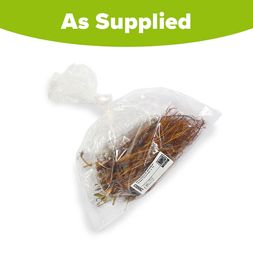 Everbearer Strawberry Sweet Summer Everbearer Strawberry Sweet Summer