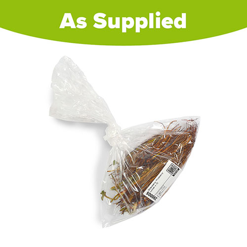 Strawberry Pineberry 