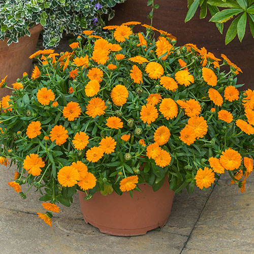 Calendula Power Daisy Collection 