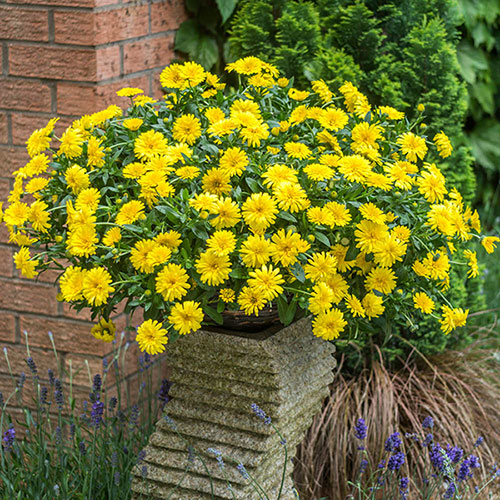Calendula Power Daisy Collection 