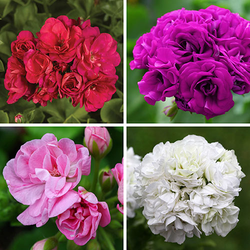 Geranium Rosebud Collection 