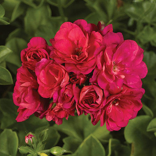 Geranium Rosebud Collection 