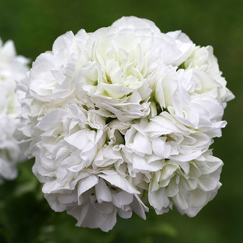 Geranium Rosebud Collection 