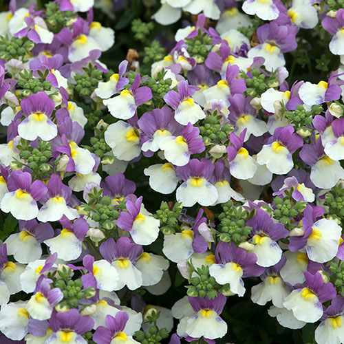 Nemesia Lady Collection 