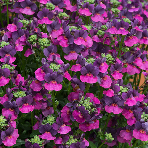 Nemesia Lady Collection 